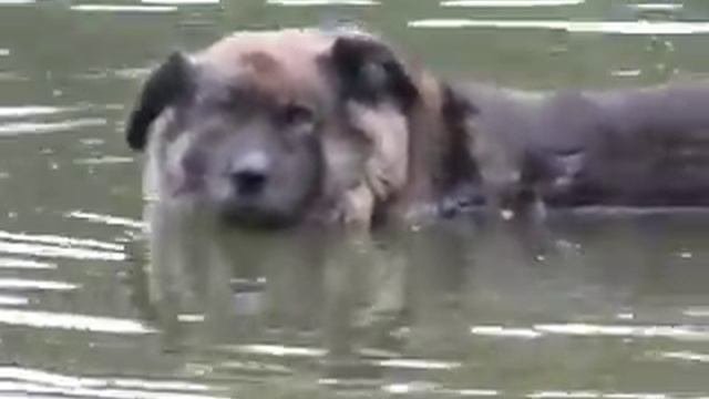 Собачья радость