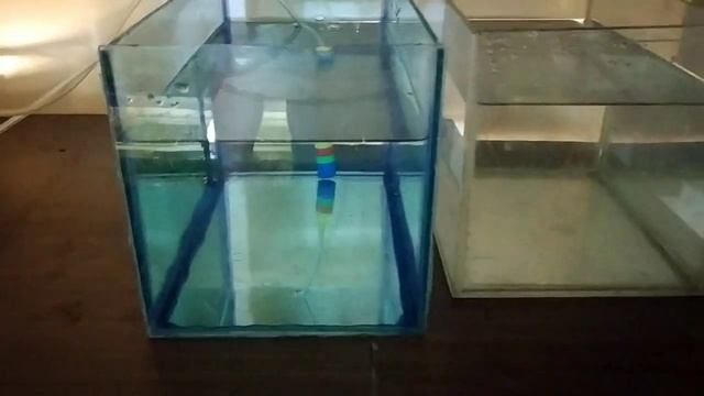 Разведение Неонов, мой скромный опыт