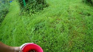 Рябина на зиму для птиц Rowan ХУТОР TEGE