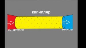 Эритроциты и капилляры Часть 1