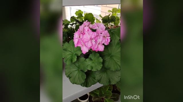 Пеларгония Фея Весна смотреть онлайн