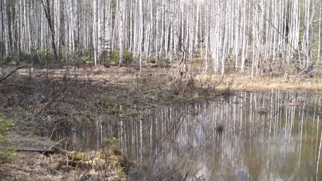 Березовая гора встречя с медведем. смотреть онлайн