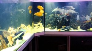 Большой аквариум дома. Просто огромный. Огромные рыбы