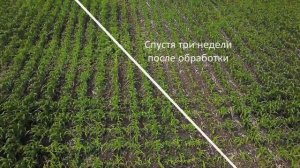 Кордус® Плюс - мощное оружие для защиты кукурузы