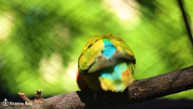 Yспокаивающая музыка для нервов ? лечебная музыка для сердца и сосудов, релакс, музыка для души #38 смотреть онлайн