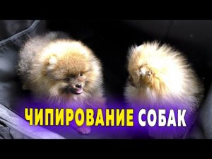 Щенкам шпица 91 день – 13 недель. Чипирование собак. Шпицы Малыш и Крепыш прошли испытание
