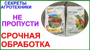 Важная обработка от болезней в конце июля.