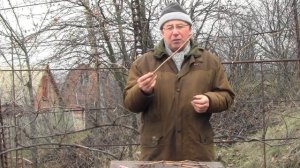 Начинающим. Посадка винограда черенком осенью