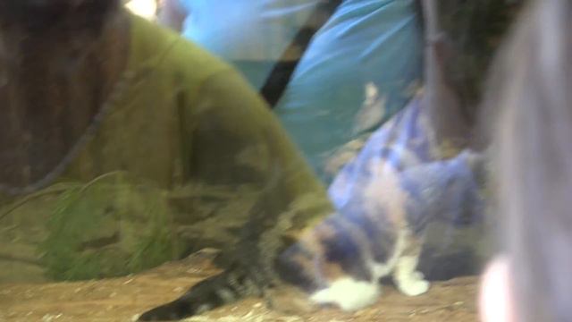 ЛЕНИНГРАДСКИЙ ЗООПАРК - Leningrad Zoo part 1 #607 смотреть онлайн