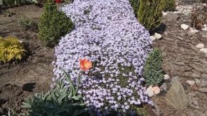 ФЛОКС шиловидный, цветущий коврик в дизайне сада!