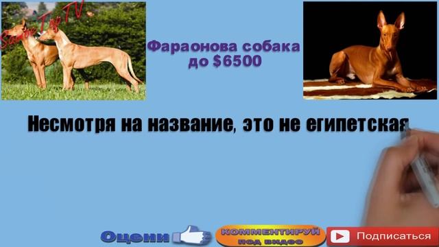 Самые ДОРОГИЕ породы собак в мире(Топ-5) - Интересное в Мире
