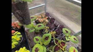 Колеусы из семян !Обзор рассады !Уход формировка.