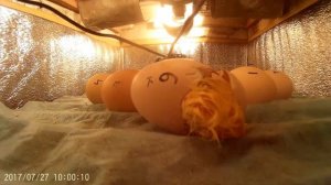 Вылупление цыпленка в инкубаторе