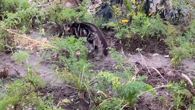 Защита кур несушек от коршуна