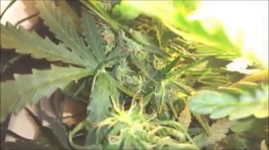 Autoflower CFL grow PC grow box from seed to harvest COMPLETE