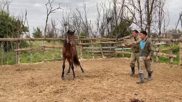 Подарили младшему сыну коня, помогите дать имя, смотреть онлайн