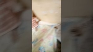 ВЛОГ С БАСИКАМИ / БАСИКИ ИГРАЮТ