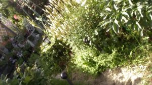 Горечавки в моём саду. Посадите их, не пожалеете!