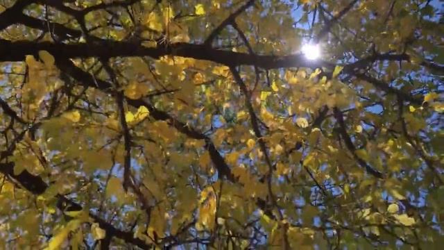 Старый мой дом-.mp4 смотреть онлайн