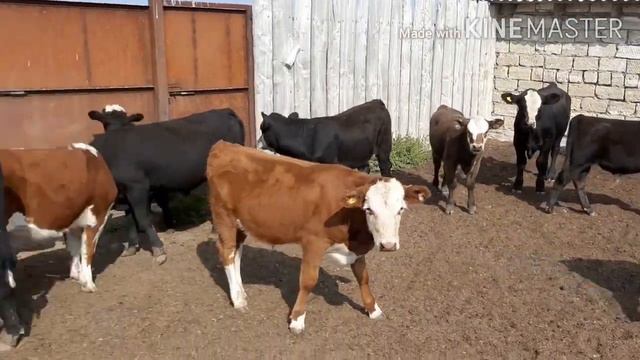 Ангус. Белоголовый. Симментал 2020года