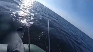 ПЕЛЕНГАС  НА СПИННИНГ С ЛОДКИ В БЕРДЯНСКОМ ЗАЛИВЕ