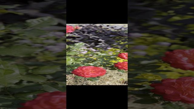 Красота перед дождём( зимой будем вспоминать лето((