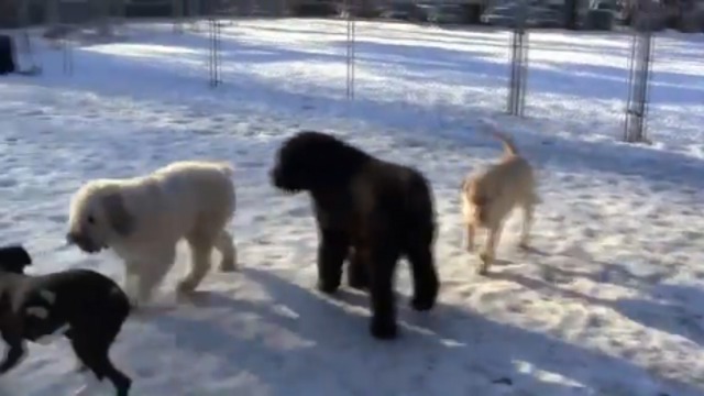 Собачьи игры 