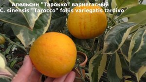 Апельсин "Тарокко" вариегатный . C. sinensis "Tarocco" foliis variegatis tardivo