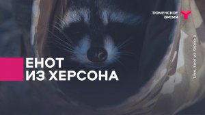 Енот из Херсона