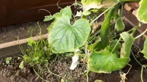 Высокие, тёплые грядки- короба в теплице на Урале!Множество огурцов и перцев !!!!