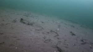 Как играют разные типы блесен маропедок на рабочей глубине 2-3 метра