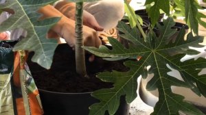 ПАПАЙЯ КАК ВЫРАСТИТЬ ДОМА ЧАСТЬ 3 | ПЕРВЫЕ ПРОБЛЕМЫ 4К