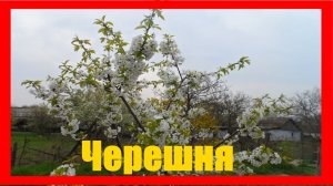 Черешня цветение Чем опрыскивать черешню весной при цветении