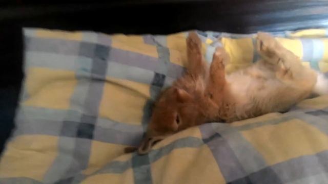 Как быстро уложить кролика спать:) смотреть онлайн