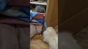 Померанский Шпиц и шотландская вислоухая кошка 😁