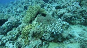 бочки из-под бензина1