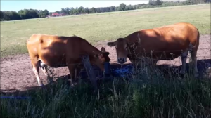 Братья меньшие рядом с нами…