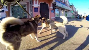 НОВЫЕ ЗНАКОМСТВА БОЛЬШИХ СОБАК / алабай и др собаки