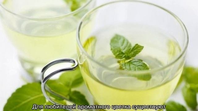 Как выглядит мята — разновидности и названия