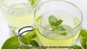 Как выглядит мята — разновидности и названия
