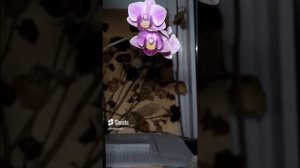 Небольшой таймлапс орхидеи