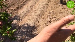 Выращивание гранаты. Обработка от тли