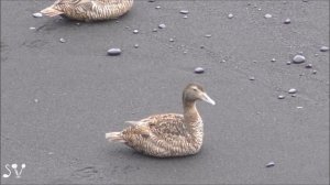 Iceland, Common Eider / Гага обыкновенная. Утки