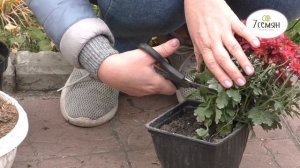 КАК СОХРАНИТЬ ХРИЗАНТЕМУ МУЛЬТИФЛОРА ЗИМОЙ!