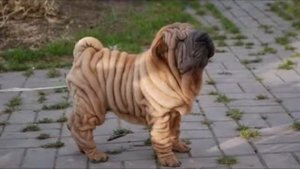 Шарпеи это одна из самых редких и загадочных пород