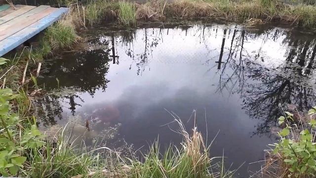 Самодельный прудик на даче. Самодельный пруд для рыбы. Искусственный пруд. Декоративный прудик.