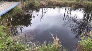 Самодельный прудик на даче. Самодельный пруд для рыбы. Искусственный пруд. Декоративный прудик.