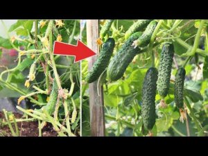 Завязей много а огурцы не растут? Секрет от бабушки который заставит каждый огурчик вырасти!