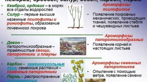 Развитие жизни в архее, протерозое, палеозое