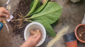 How to Propagate Anthurium Jenmanii? Papaano maparami ang Anthurium Jenmanii (Cardboard)